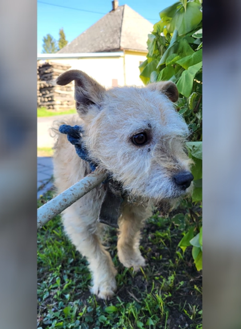 Nevinné obete ľudskej krutosti: Dva psíky mali lano vrastené do krku 