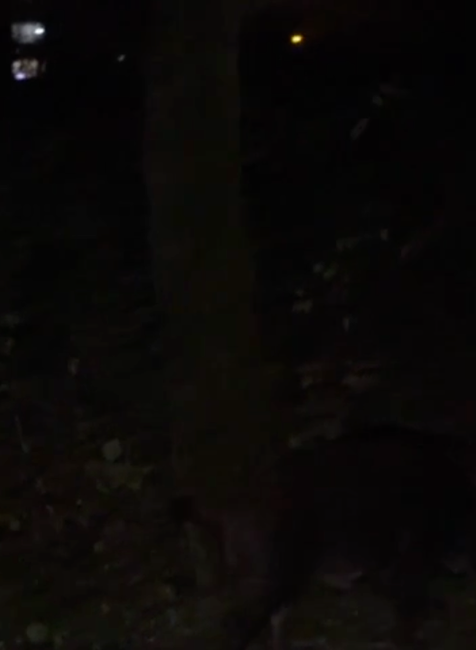 Diviaky na návšteve v Košiciach