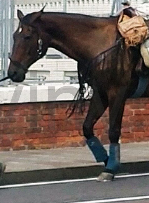 Oľga prešla západnú Európu na koni - zmizla 1