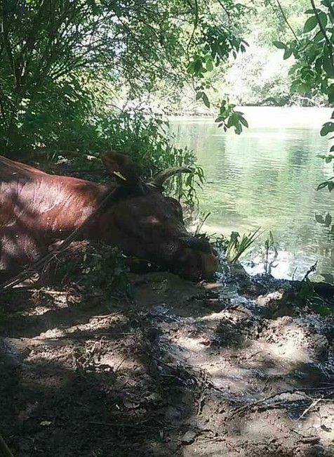 Hasiči zachránili uviaznutú kravu