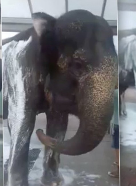 Slon z cirkusu v umyvárke