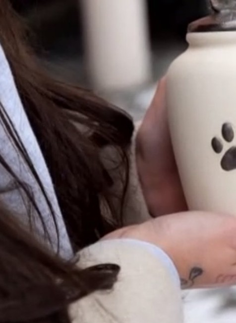 Viacero psov v Žiline zomrelo na následky otravy.