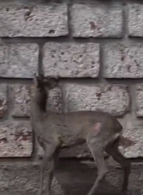 Policajti ratovali malého srnčeka v centre mesta.