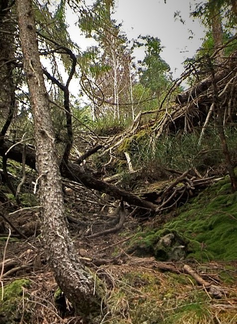 zachránený medvedík