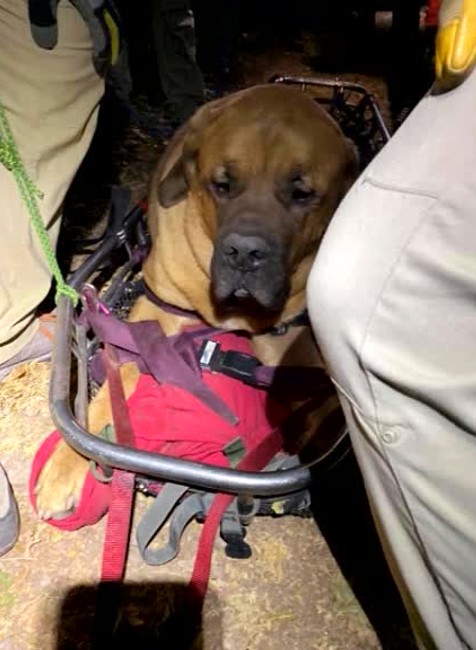 [multi] Pes na túre 3483