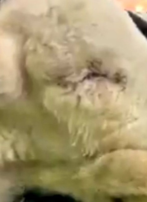 ovečke vypichli oči