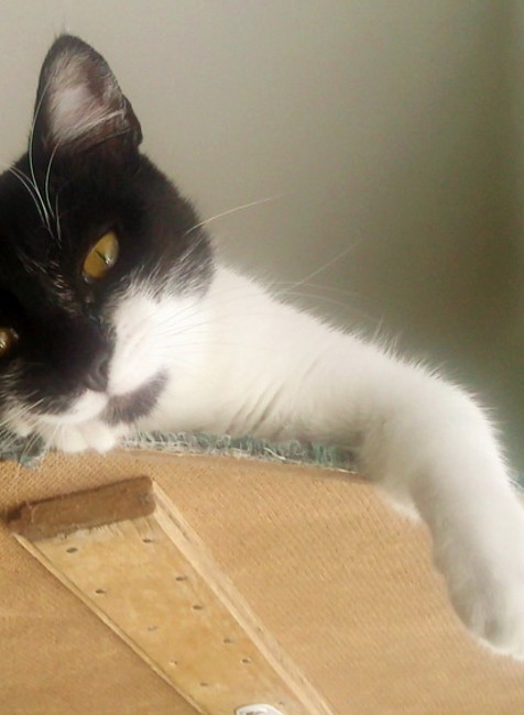 Mačka Stella, stratená v Púchove