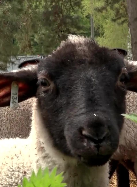 [multi] Kradez jahniat 690