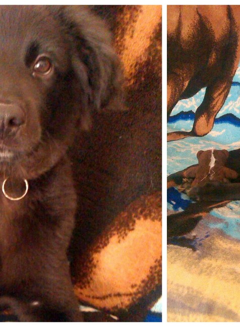 Kríženec labradora psík stratený Nitrianske Pravno