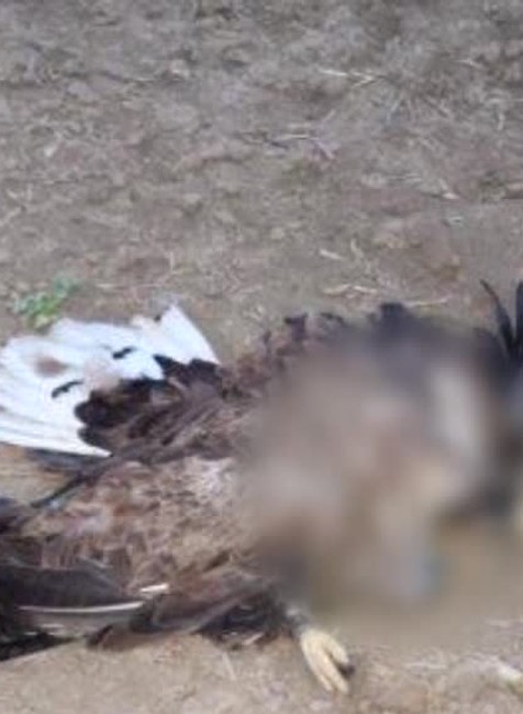 [multi] Uhynuté chránené dravce 517