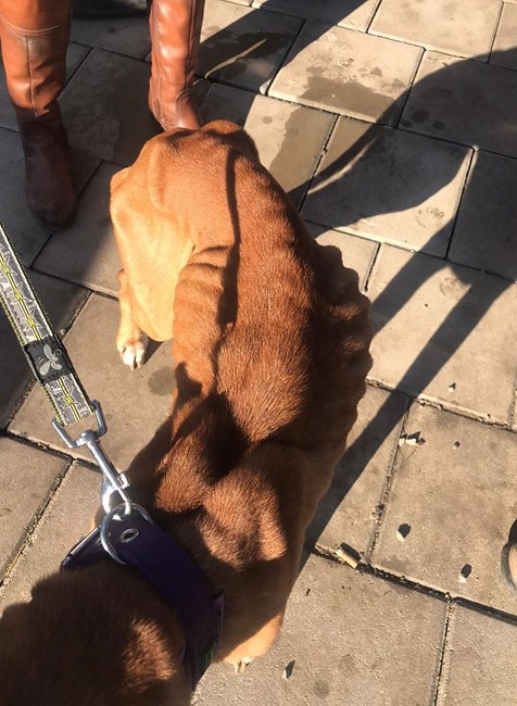 Rozhorčené statusy nenechali policajtov chladnými. Pomohli psíkovi, ktorý mal byť dlhú dobu o hlade a smäde