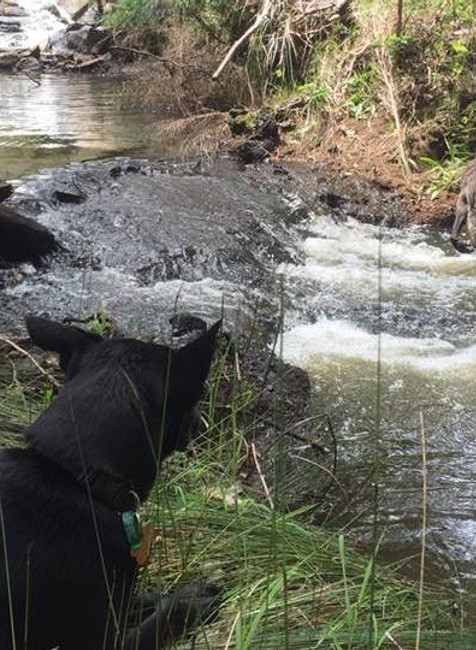 svalnatý klokan Austrália 1