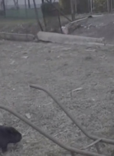 Bobor na dedinskom dvore.