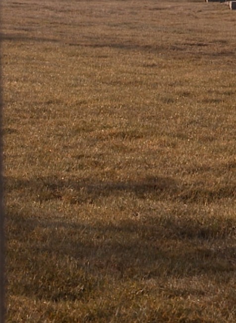 Osadenie trávnika na Námestí slobody stálo tisíce eur. Teraz to tam vyzerá ako na Sahare