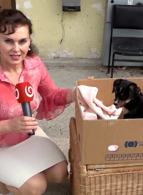 Vyhodené šteniatka2337