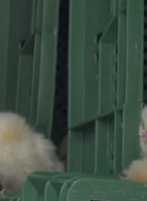 Kamión plný kuriatok zišiel z cesty