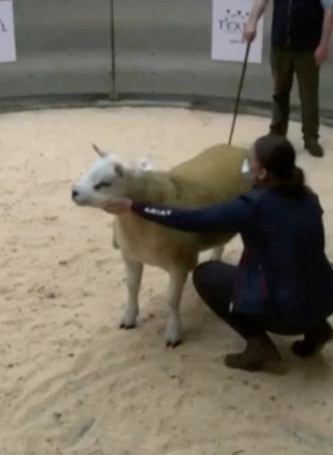 Najdrahší baranček na svete