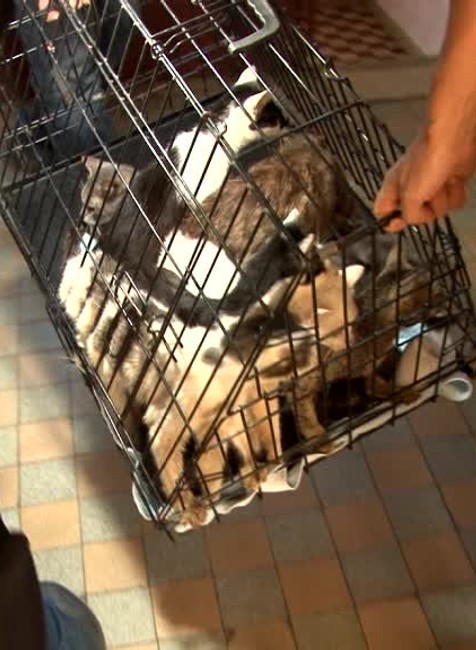 KN Mačky v byte1793