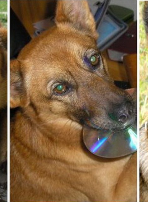 Títo psíci sa hľadajú...