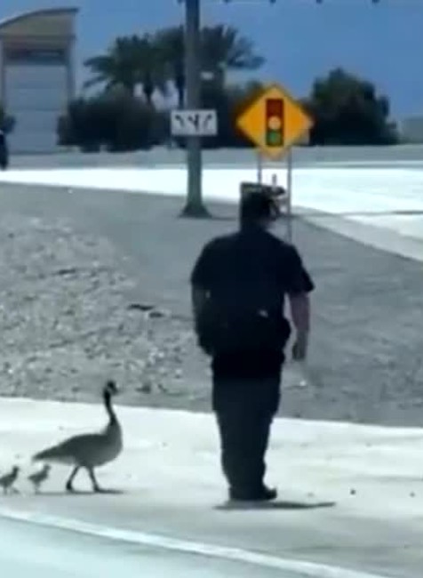 [multi] zachrana kaciciek 452