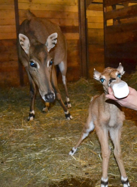 Mláďa antilopy ZOO bratislava 2