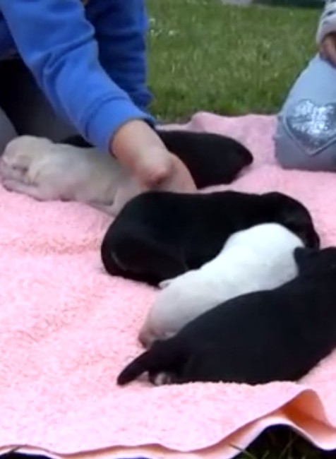 Niekto sa surovo zbavil sučky, ktorá čakala mladé. Mala ale šťastie na dobrých ľudí