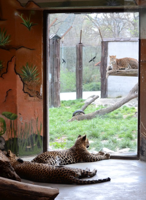 Bratislavskú Zoo náhle uzavreli. Hľadali mláďa leoparda