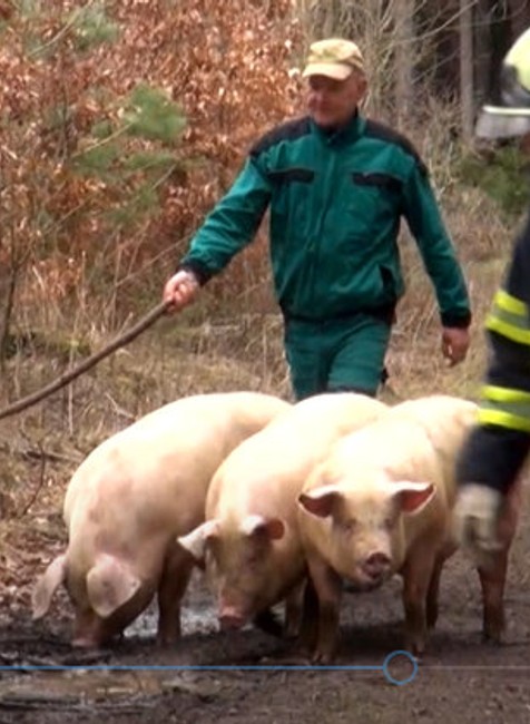 Kamión so stovkami prasiat skončil v priekope. Miestni ich museli naháňať po lese