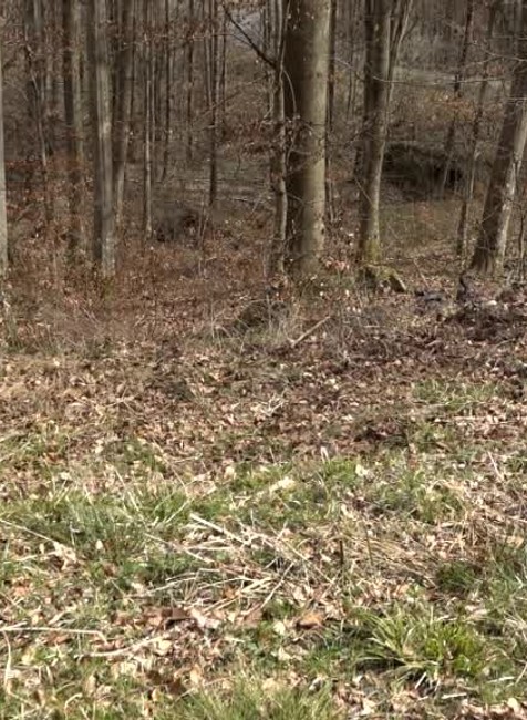 [multi] Vyhodené zvieracie pozostatky 1114