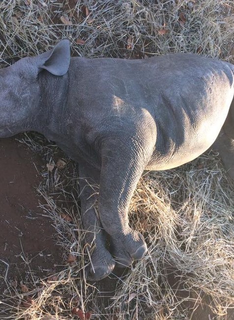 Nosorožce, pytliaci.jpg