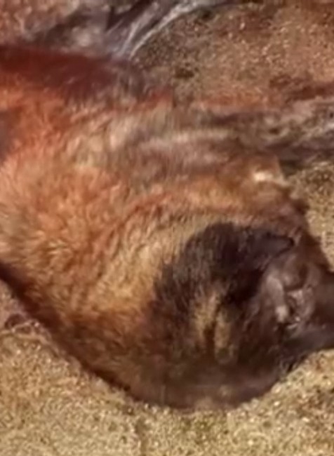 Hľadajú sa majitelia štvornohých chlpáčov. Špecialisti z útulku zachránili dve sučky zo stredu cesty