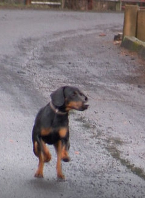 Pátračka so šťastným koncom. Sučka Elza je po 2 mesiacoch konečne doma