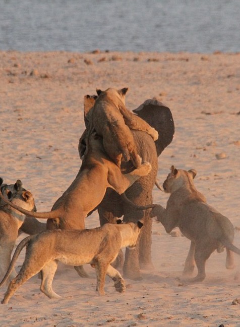 Na sloníča vyskočili levy