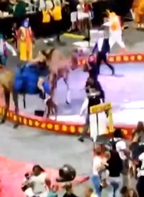 Kopala, hádzala sebou a zranila šesť detí. Počas predstavenia sa splašila ťava