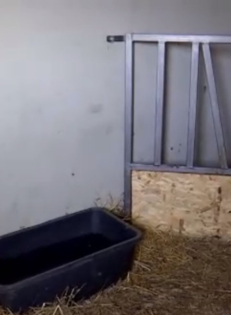 Kúpila dve jalovičky na mlieko a začala farmárčiť. Mária ani netušila akú drámu s nimi zažije