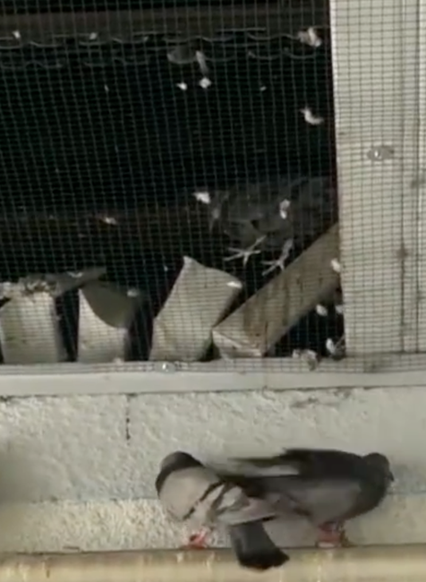 Uväznené holuby v košickej nemocnici