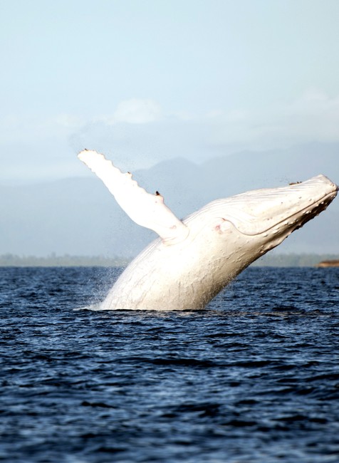 Biela veľryba Austrália 1