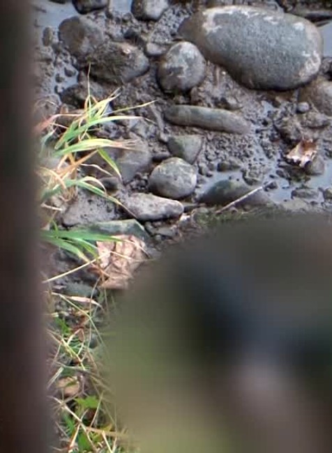 VN Mrtve telo ženy vo Váhu5029