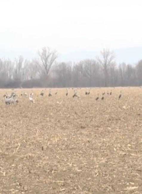 FOTO: Exotika priletela na Zemplín. Pozrite si unikátne zábery Žeriavov popolavých 