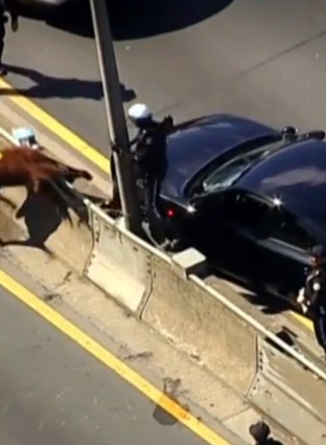 Netradičná uzávierka diaľnice. Veterinári naháňali obrovské zviera