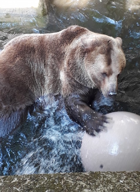 Felix s loptou v súkromnom bazéne 