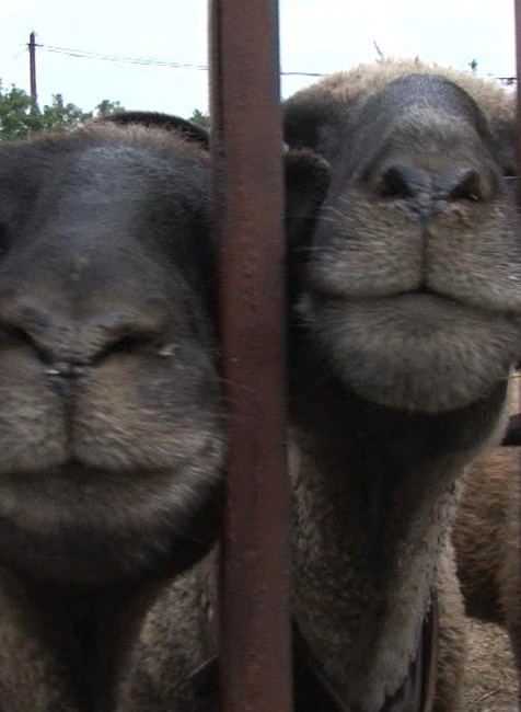 Netradičné zásahy mestskej polície