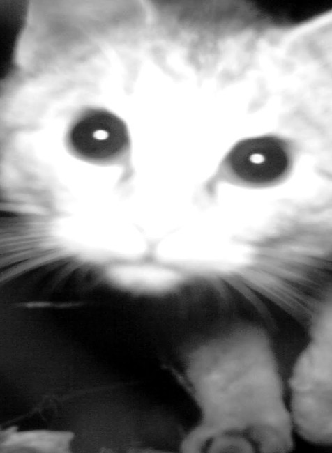 zvieratá, fotopasca