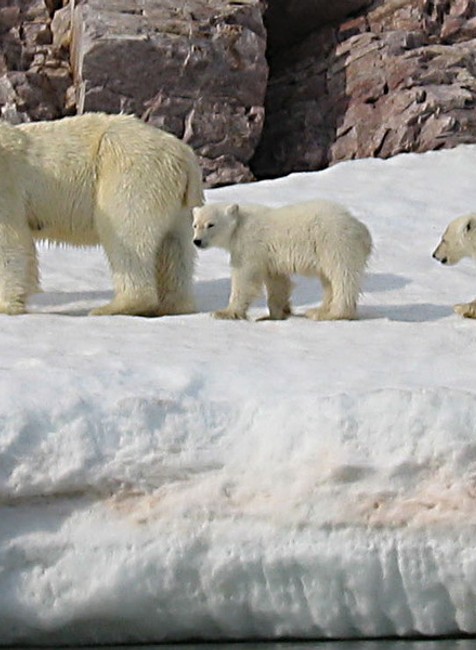 ladovy medved a dve mladata