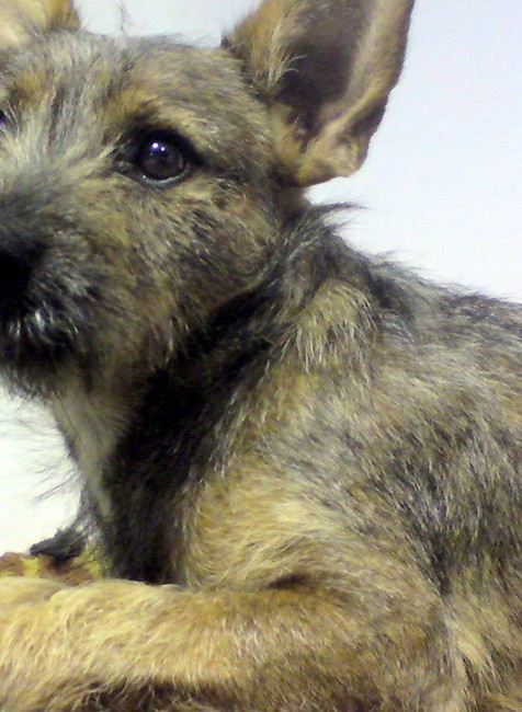 V Bratislave sa stratil psík, prosím pomôžte, odmena istá