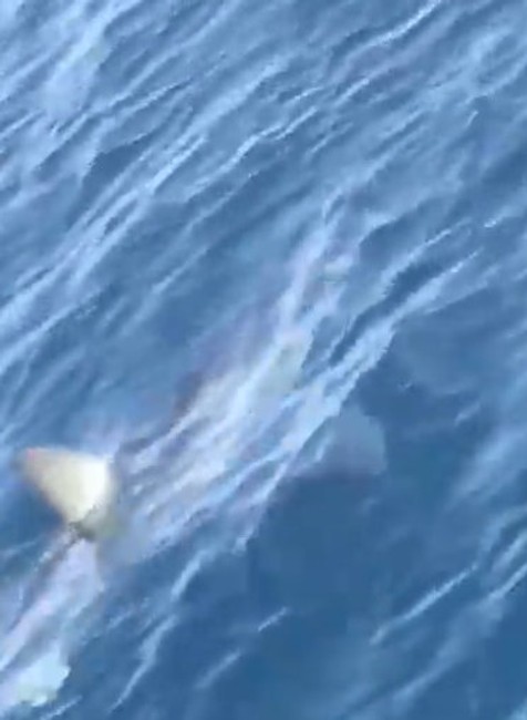 VIDEO: V Chorvátsku sa objavil nebezpečný žralok Mako