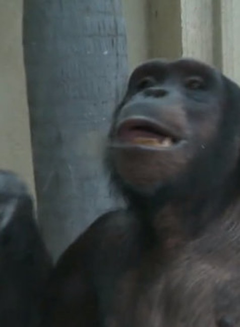 ZOO Bratislava oslavuje 60 rokov