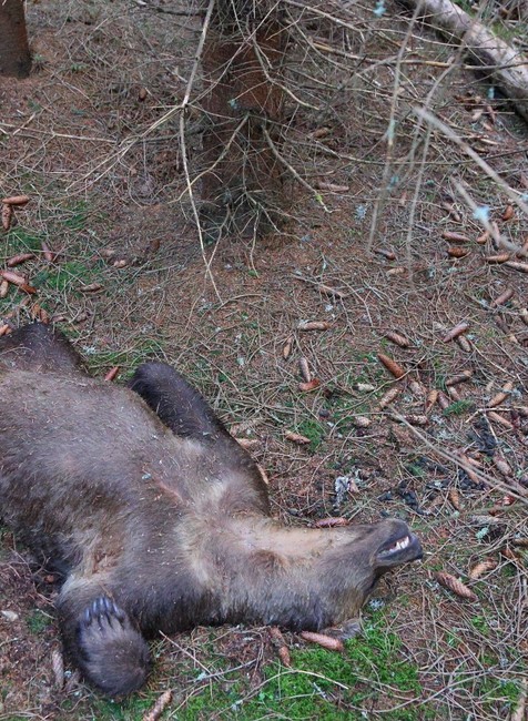 mrtvy medved pytliak tatry (4)