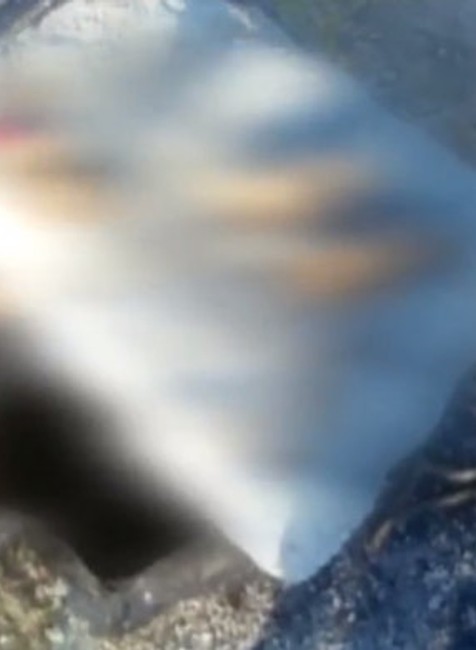  Prípad šteniatok, ktoré hodili do žumpy dvaja mestskí policajti z Holíča