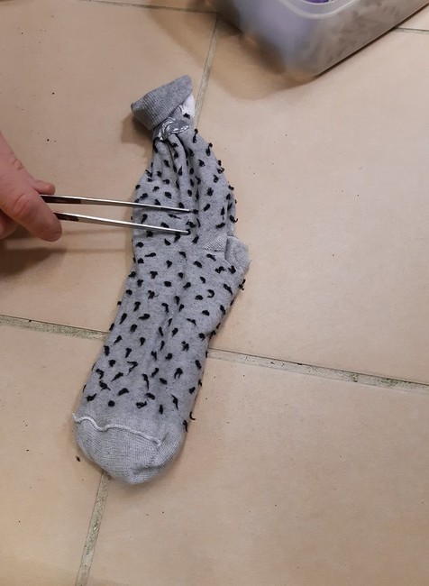 Colná polícia zadržala chameleónov na letisku 